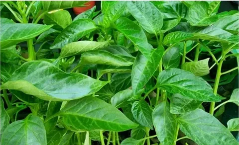 تصویر 4 از نشا فلفل دلمه‌ ای قرمز اقتصادی با شرایط ویژه